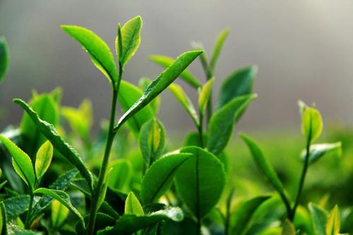 讲好荆门故事 --荆门的龙井茶与龙井虾仁