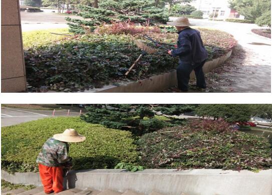 绿植建剪，美化环境